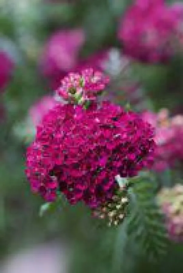 Schafgarbe 'Rotköpfchen' von Landgefühl® in voller Blüte