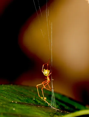 Die Spinne mit dem Katapultnetz Bild: Die Spinne mit dem Katapultnetz