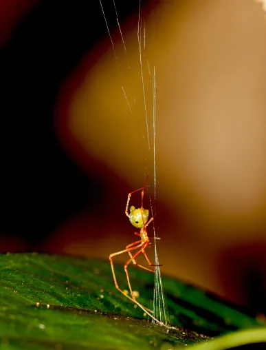 Bild: Die Spinne mit dem Katapultnetz
