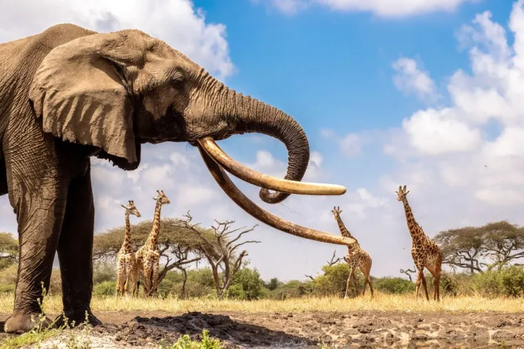 Die beste Zeit des Jahres für Safari-Abenteuer in Botswana, Kenia und Simbabwe Bild: Die beste Zeit des Jahres für Safari-Abenteuer in Botswana, Kenia und Simbabwe