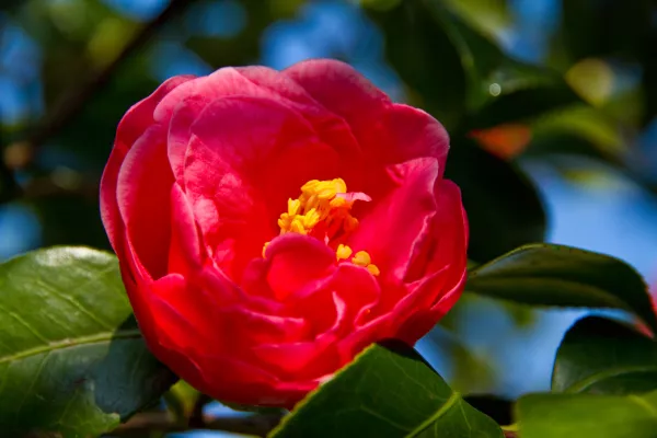 Bild: Frühlingserwachen: Auf zur Kamelienblüte nach Opatija
