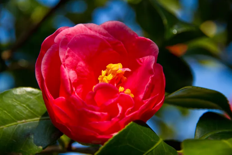 Frühlingserwachen: Auf zur Kamelienblüte nach Opatija Bild: Frühlingserwachen: Auf zur Kamelienblüte nach Opatija