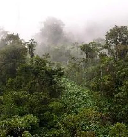 Bild: Sachwert Wald stark im Kommen
