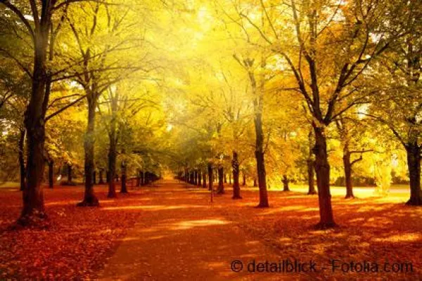 Bild: Gesund und munter durch den Herbst