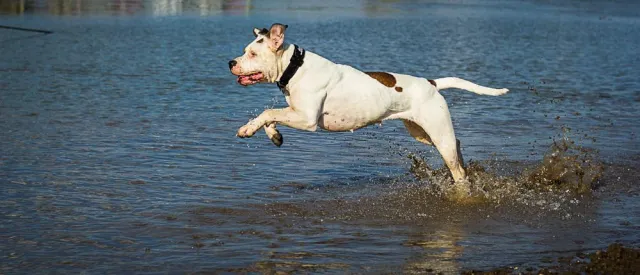 Bild: Schon jetzt den Urlaub mit Hund und Katze planen