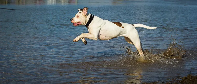 Schon jetzt den Urlaub mit Hund und Katze planen Bild: Schon jetzt den Urlaub mit Hund und Katze planen