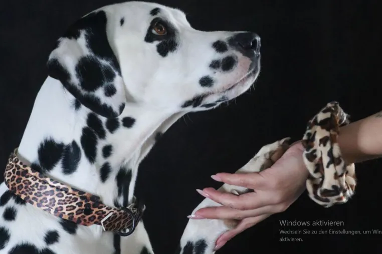 Bild: Das limitierte Leo-Look Hunde-Halsband-Set von Beautytau weckt den wilden Charme deines Hundes 