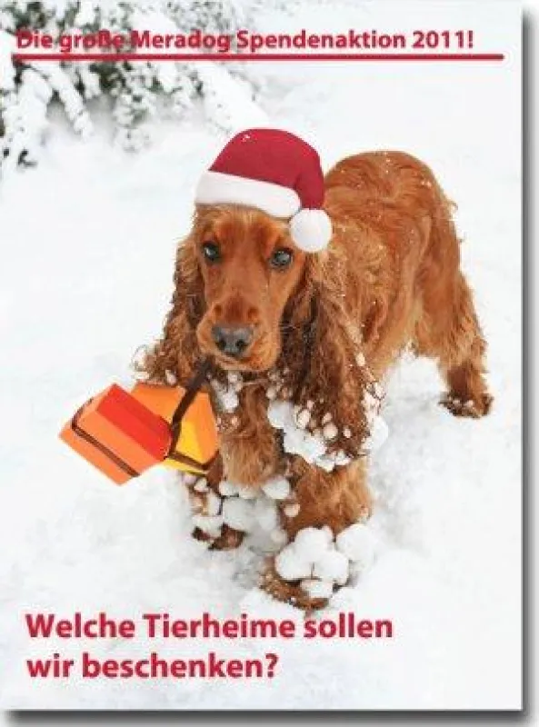Engagierte Tierfreunde entscheiden mit, welche Tierheime eine Hundefutterspende von Meradog erhalten