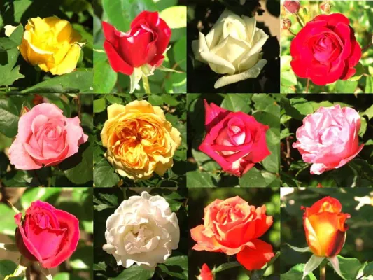 Die Liebe macht die Welt erst schön Bild: Die Liebe macht die Welt erst schön