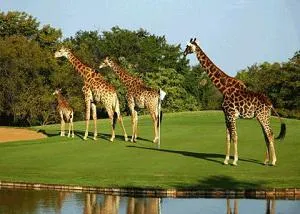 Bild: Golf Genuss in Südafrika