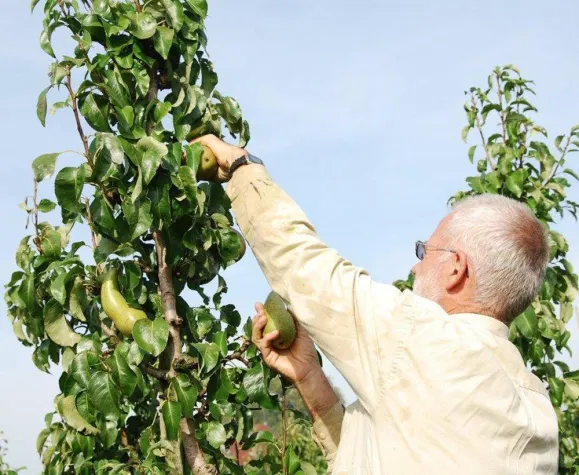 Bild: Obstbaumzeit: Tipps für richtiges Ernten und Lagern