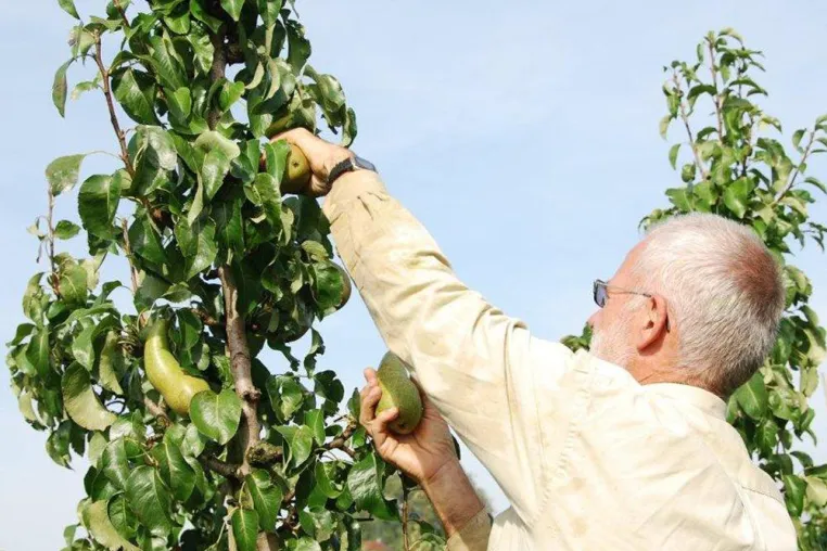 Obstbaumzeit: Tipps für richtiges Ernten und Lagern Bild: Obstbaumzeit: Tipps für richtiges Ernten und Lagern
