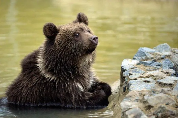 Bild: Ukrainisches Bärenkind Nastia in neuem tiergerechten Zuhause
