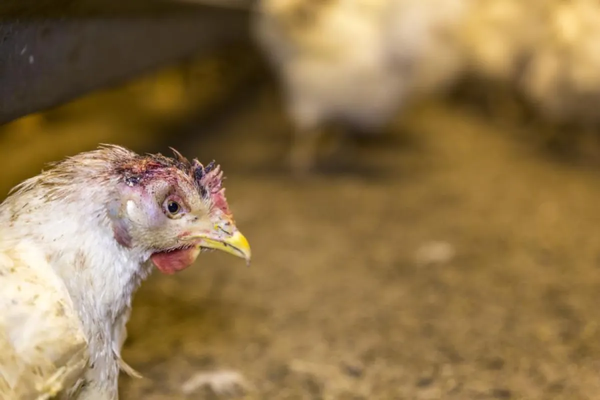 Muttertier mit blutiger Wunde