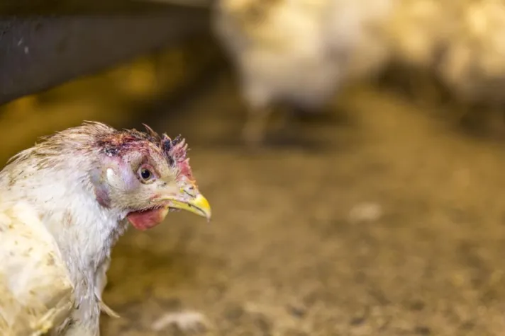 Bild: Blutig, zerpickt, krank, hungernd - Das ungeahnte Leid der Masthühner-Elterntiere