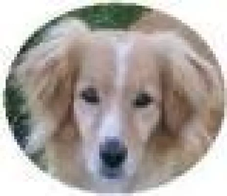 Perfect Dog setzt neuen Meilenstein Bild: Perfect Dog setzt neuen Meilenstein