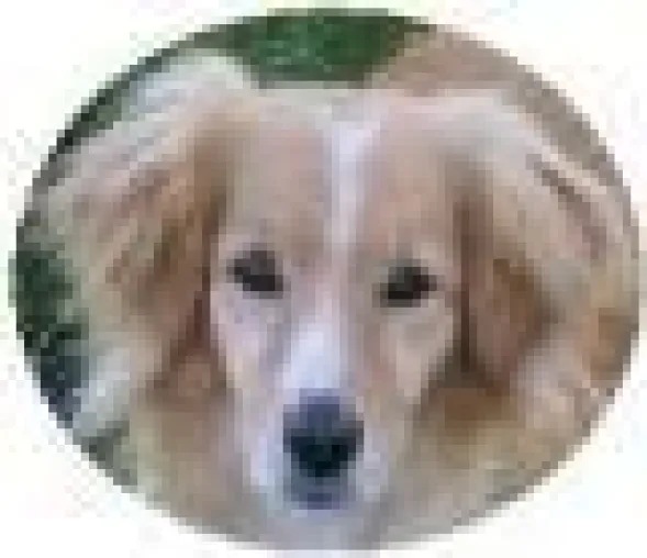 Bild: Perfect Dog setzt neuen Meilenstein