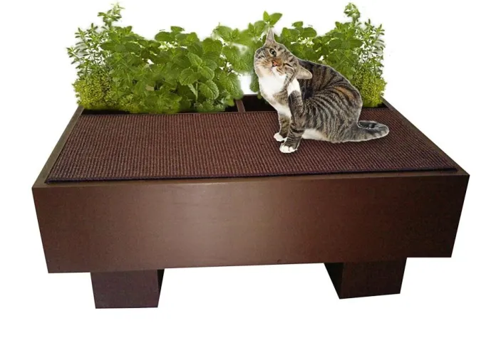 Die grüne Oase für Hauskatzen Bild: Die grüne Oase für Hauskatzen