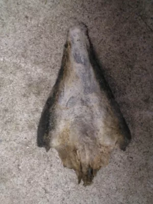 Der Strahlwechsel beim Pferd Bild: Der Strahlwechsel beim Pferd