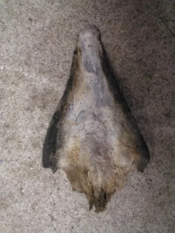 Bild: Der Strahlwechsel beim Pferd