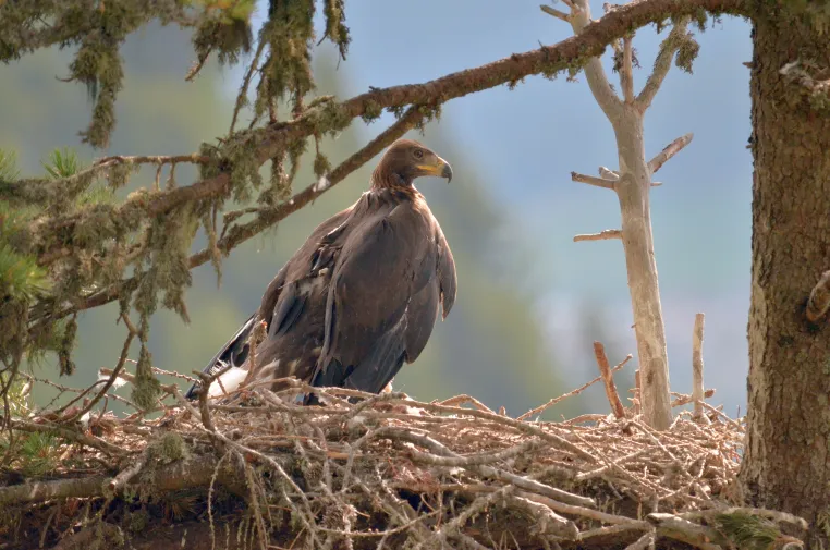 Erfahrung, nicht Geschick beim Fliegen, bestimmt wann junge Steinadler das elterliche Revier verlassen Bild: Erfahrung, nicht Geschick beim Fliegen, bestimmt wann junge Steinadler das elterliche Revier verlassen