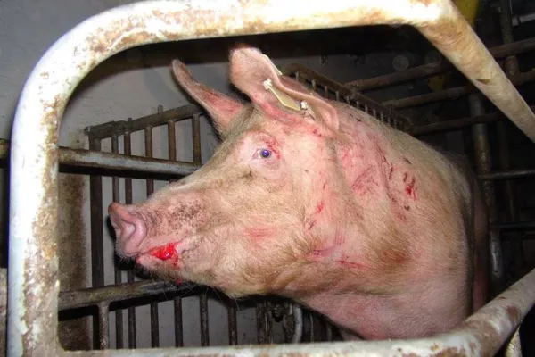 Bild: Kranke Schweine und säckeweise Antibiotika. VIER PFOTEN veröffentlicht neue Undercover-Recherche