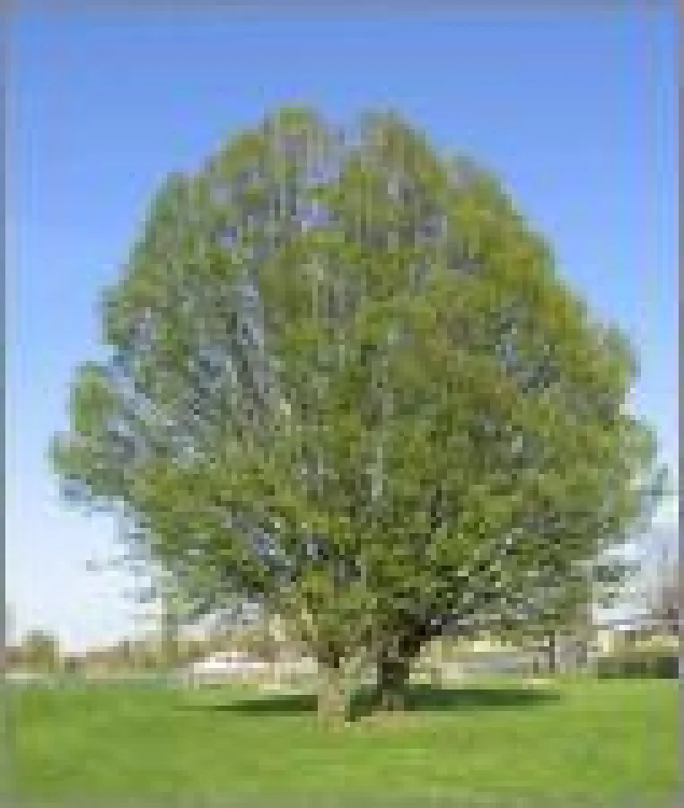 Eine Saat. Ein Gedanke. Gedankensaat.