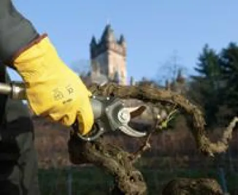 Bild: Kraftvolle Akku-Baumschere mit präzisem Schnitt für ein ermüdungsfreies Arbeiten