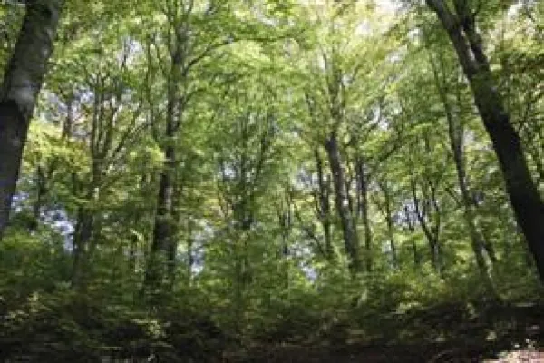 Bild: Waldpatenschaften als Teil des Marketing-Mix: CSR -Projekt Wilde Buche