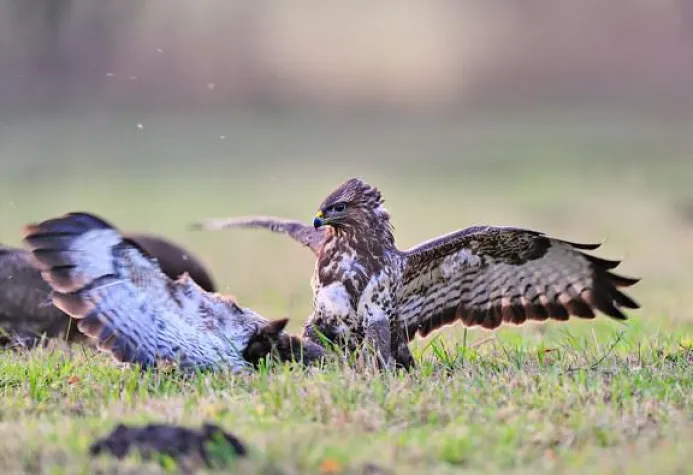 Bild: Naturfotografie im Nikon Fotografie-Forum