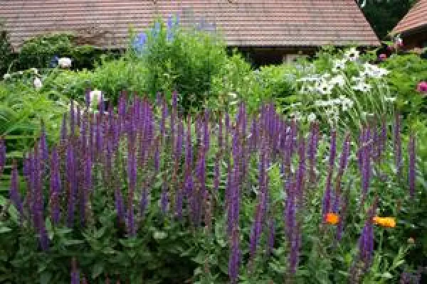 Bild: Kräuterfest im Naturpark Dübener Heide bei Wittenberg