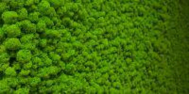 Bild: "Mehr Licht" sagt der Buchsbaum