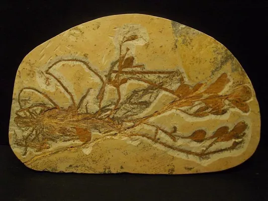 Bild: Einzigartige versteinerte Pflanzen der Kreidezeit