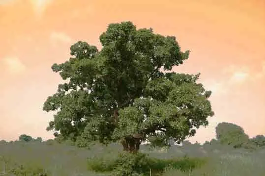 Bild: SHEABUTTER–Pflanzenfett vom heiligen Baum der Savanne. Ein Vortrag am 4. Juli 2011 im Frankfurter Palmemgarten