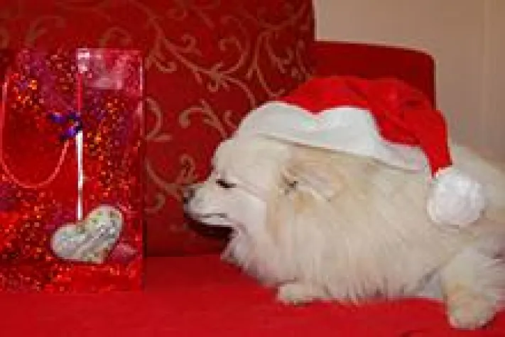 Bild: Vitamin11 Marketingberatung unterstützt Tierheim Quellenhof Passbrunn mit Weihnachtsspende