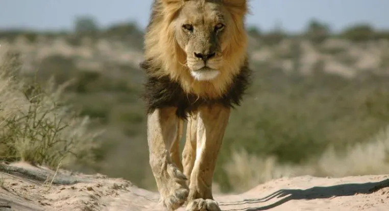 Bild: Der SHARE FOR SMILES "Africa Calendar 2010" - diese Jahr mit Unterstützung der Phillipp-Lahm-Stiftung