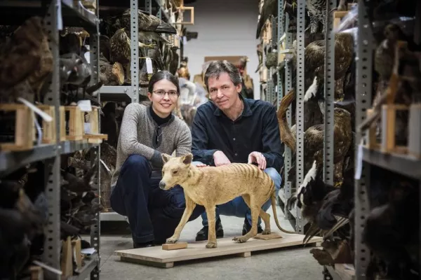 Bild: Forscher der Universität Münster entschlüsseln das Genom des Beutelwolfs