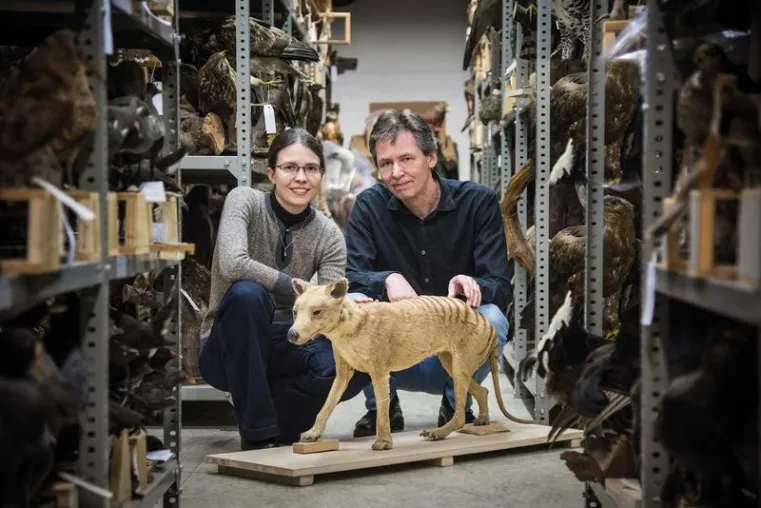 Forscher der Universität Münster entschlüsseln das Genom des Beutelwolfs Bild: Forscher der Universität Münster entschlüsseln das Genom des Beutelwolfs