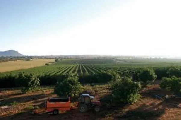 Wein Mallorca - Bodega Son Bordils - Zwei Brüder erobern den Weinthron Bild: Wein Mallorca - Bodega Son Bordils - Zwei Brüder erobern den Weinthron