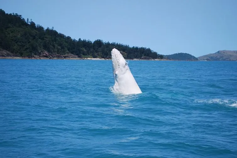 Seltenes Schauspiel in den Whitsundays: Weißer Wal vor Queenslands Küste Bild: Seltenes Schauspiel in den Whitsundays: Weißer Wal vor Queenslands Küste