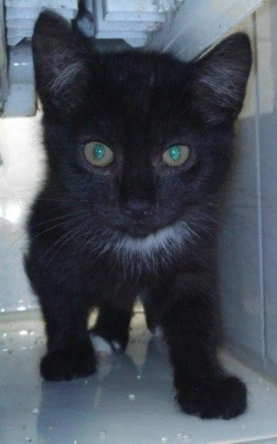 Katzenkind - frisch gefangen