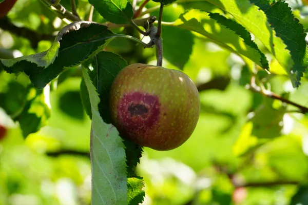 Bild: Sonnenschutz für Obst - ATB aus Potsdam entwickelt Frühwarnsystem