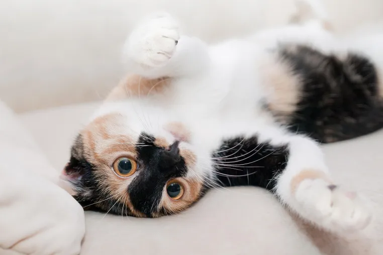 Bild: Unterschätzte Gefahr für Menschen: Würmer bei Katzen