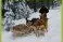 Winterwandern für Herrchen und Hund Bild: Winterwandern für Herrchen und Hund
