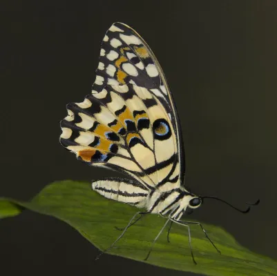 Bild: Makrofotografie „Tropische Schmetterlinge im Botanika Bremen“ mit der Fotoschule des Sehens