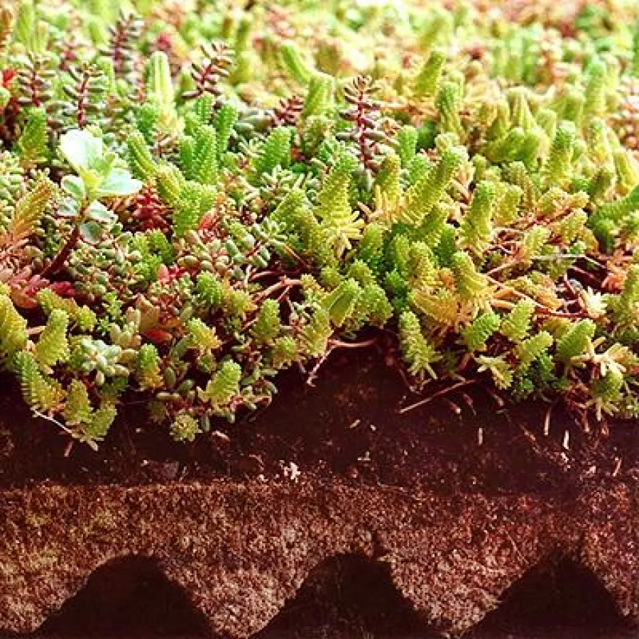 FlorDepot Dachbegrünung