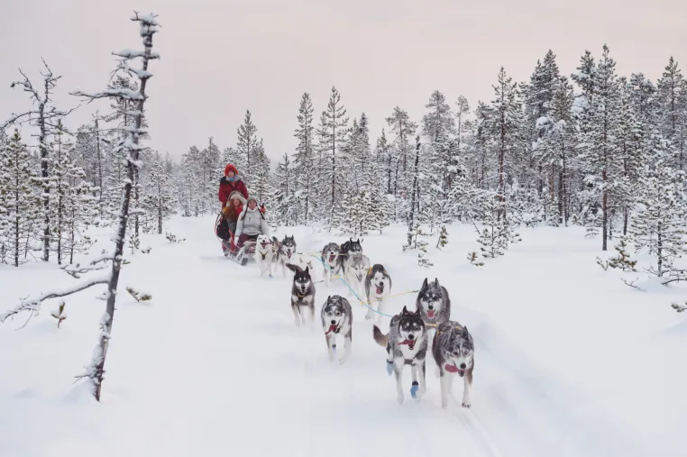 Silvester in Lappland: Huskys, Nordlichter und Silvesterzauber Bild: Silvester in Lappland: Huskys, Nordlichter und Silvesterzauber
