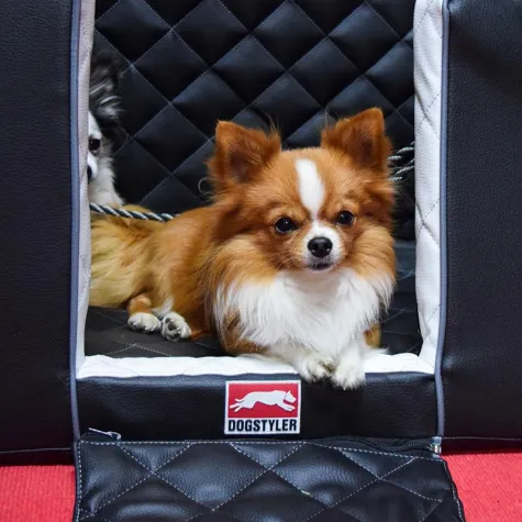 Bild: Outletfieber bei DOGSTYLER®