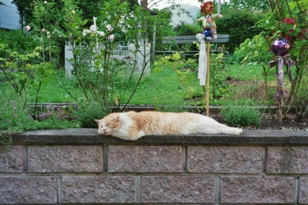 Bild: Tiergeschichten, Reime, Gedichte, Märchen, Sagen sowie neu die humorige Rubrik „Tierische Gedanken“ online