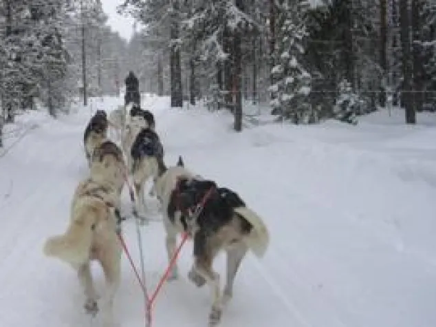 Bild: Cultura Tours: »Arvidsjaur, Nordschweden - in nur 3 Stunden in eine andere Welt«